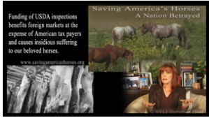 taxation, cruelty to animals, horses, Equines,